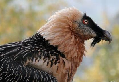 青海現「長鬍子」珍禽，樣子嚇人又叫「鳥中鬣狗」，打架卻是軟蛋 寵物 第4張
