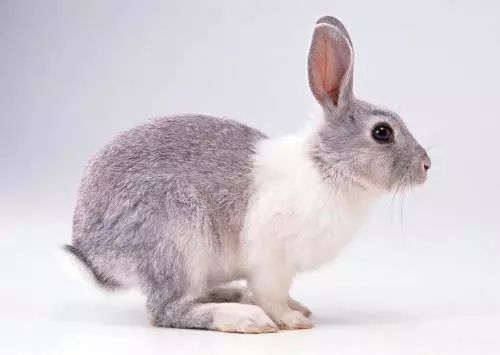 油兔观察 072c9aef1e64482cac82393888707e67.jpeg