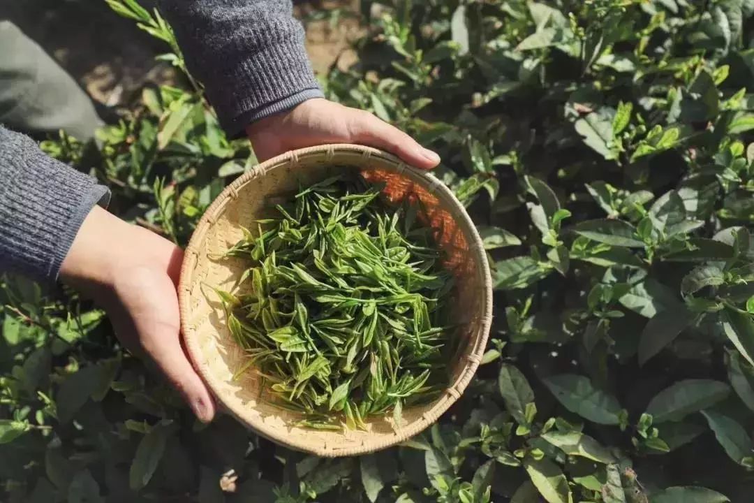 黄茶|黄茶的"闷黄"工艺特殊在哪里?