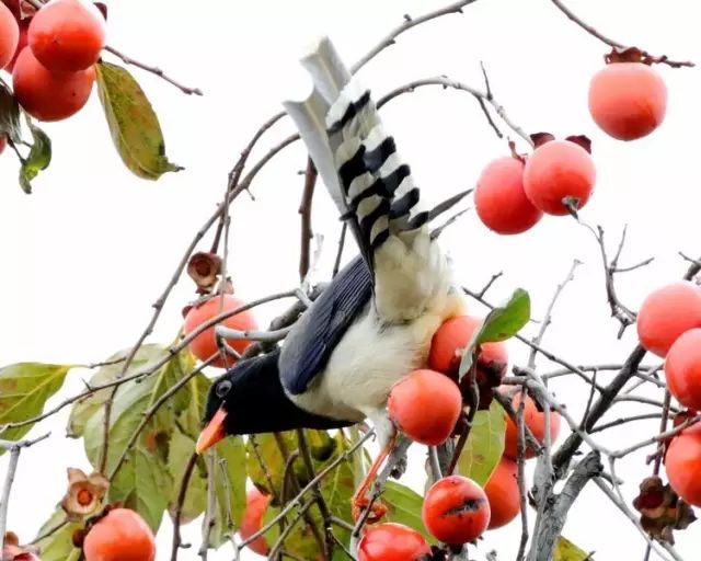 柿事如意酒 256ca675e5a7418a82a51e87fba3042a.jpeg