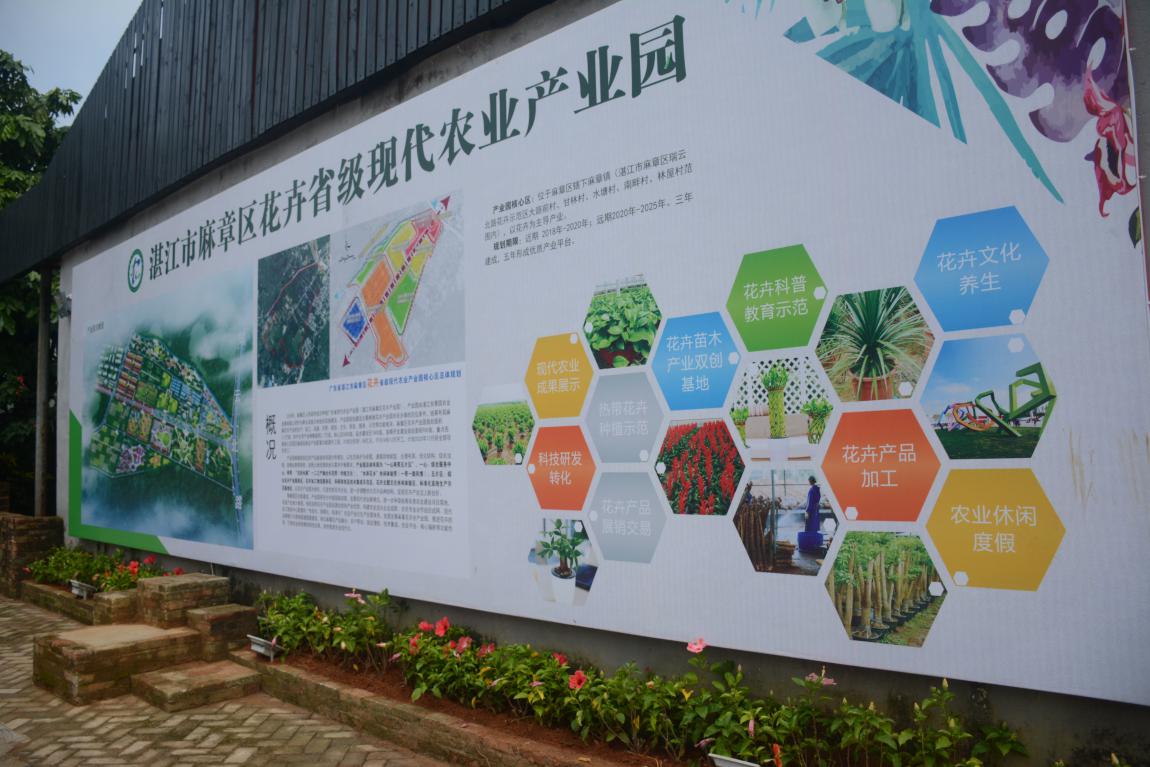 67麻章区花卉产业园花卉产业绽放正当时以苗木起步以创新为先突破