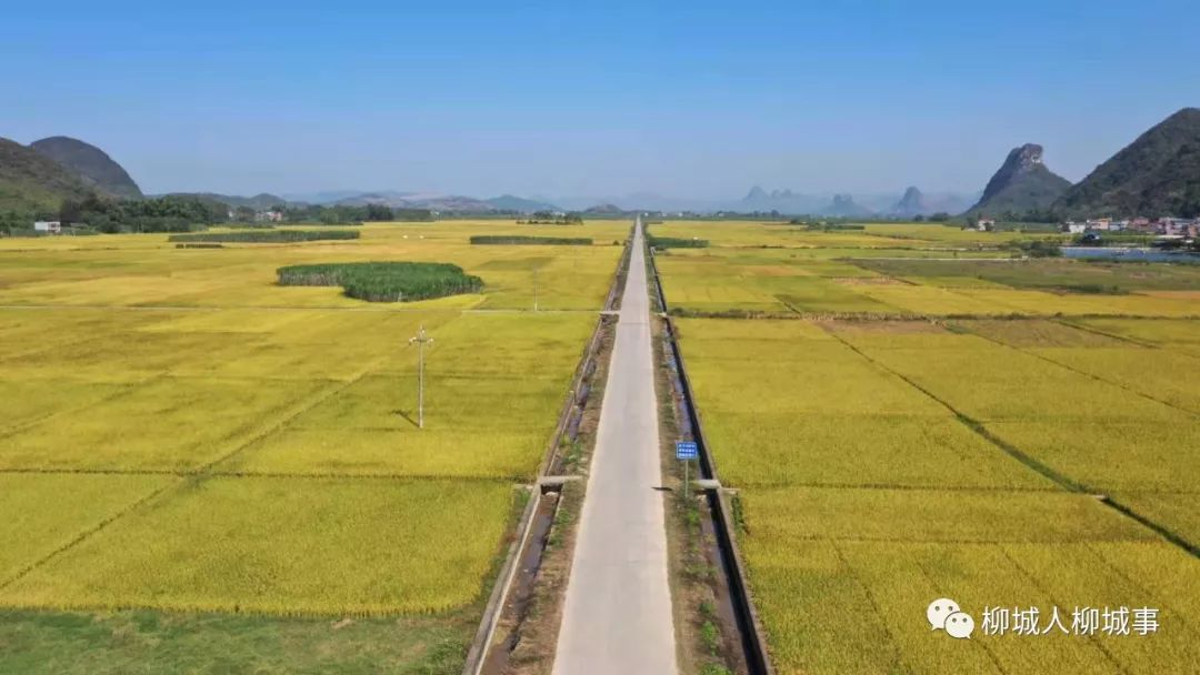 古砦的路 修得怎么样了 小编大声地告诉你 而且 现在正是稻谷成熟的