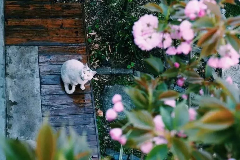 兰草和山谷猜成语_竹子和兰草国画(2)
