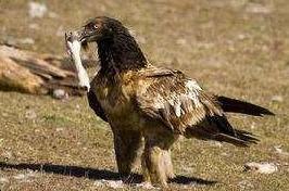 青海現「長鬍子」珍禽，樣子嚇人又叫「鳥中鬣狗」，打架卻是軟蛋 寵物 第6張