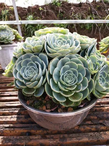 多肉小花盆除了养多肉还能怎么用 74dd98a22ca94ec3bbba9598ab2a08fd.jpeg