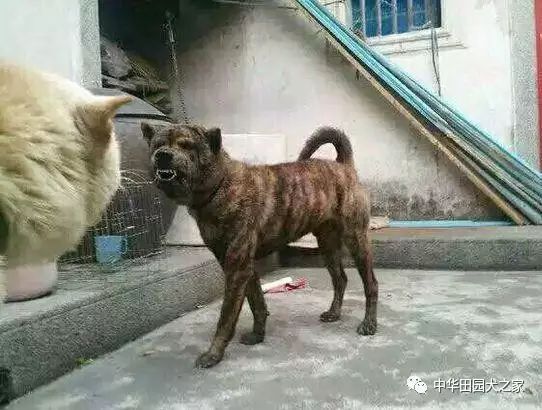 像这样的土狗,就是极其凶猛的一种,虎斑猎犬.