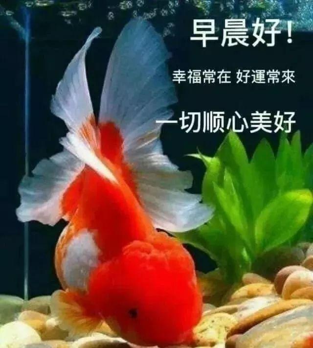 早晨问安:有种问候总是适时到来,有种关怀来自心底叮嘱:早安