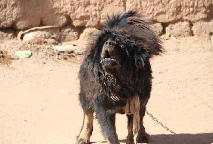 主人带了藏獒上山打猎,没想到藏獒被野猪刺穿肚皮!