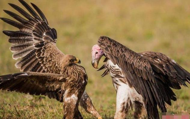 青海現「長鬍子」珍禽，樣子嚇人又叫「鳥中鬣狗」，打架卻是軟蛋 寵物 第2張
