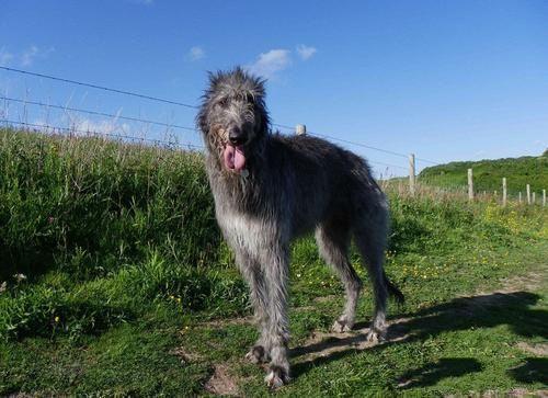 英国10大名犬,斗牛犬和史宾格犬领衔,你喜欢它们吗?