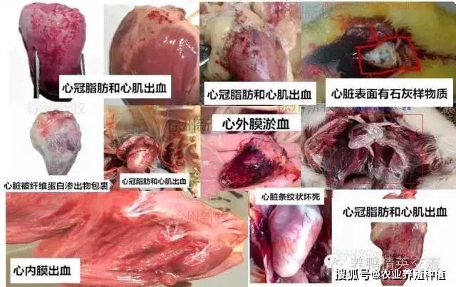 冠状脂肪和心内肌出血  鸭流感:心冠脂肪出血或者条纹状坏死(虎斑心)