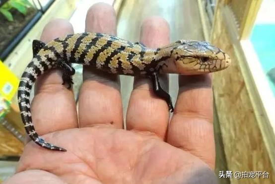 拍宠科普宠物蓝舌石龙子饲养指南新手必看