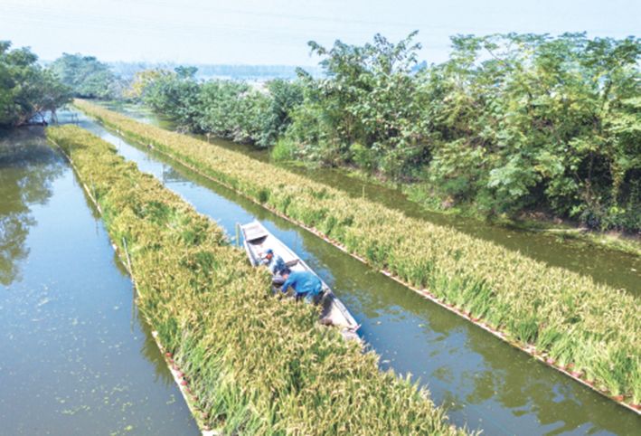 当地今年首次采用"水上稻"栽培技术,通过将水稻种植在特制的浮床上,使