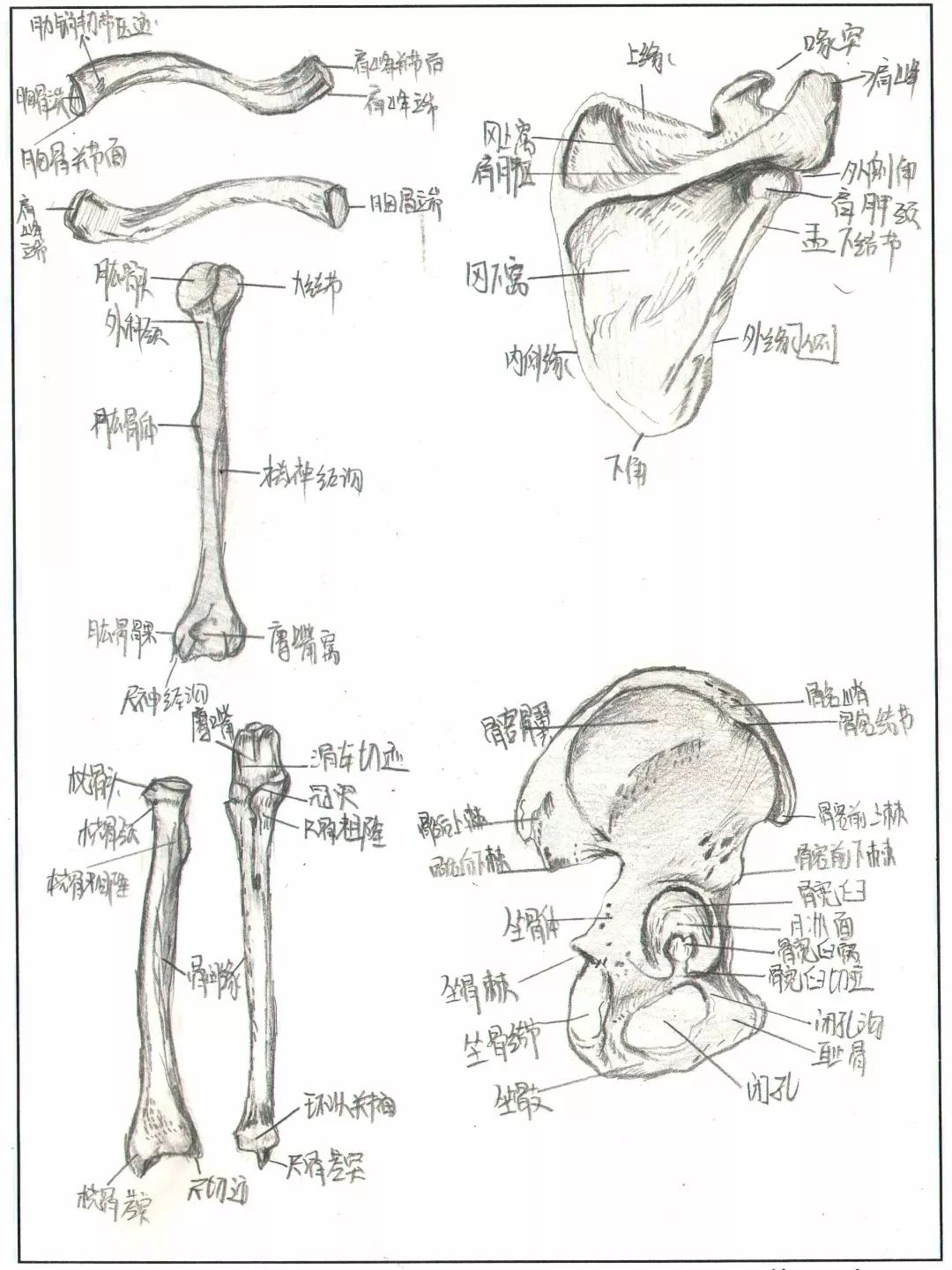 这些网红手绘人体骨骼图竟然出自宝鸡医学生之手