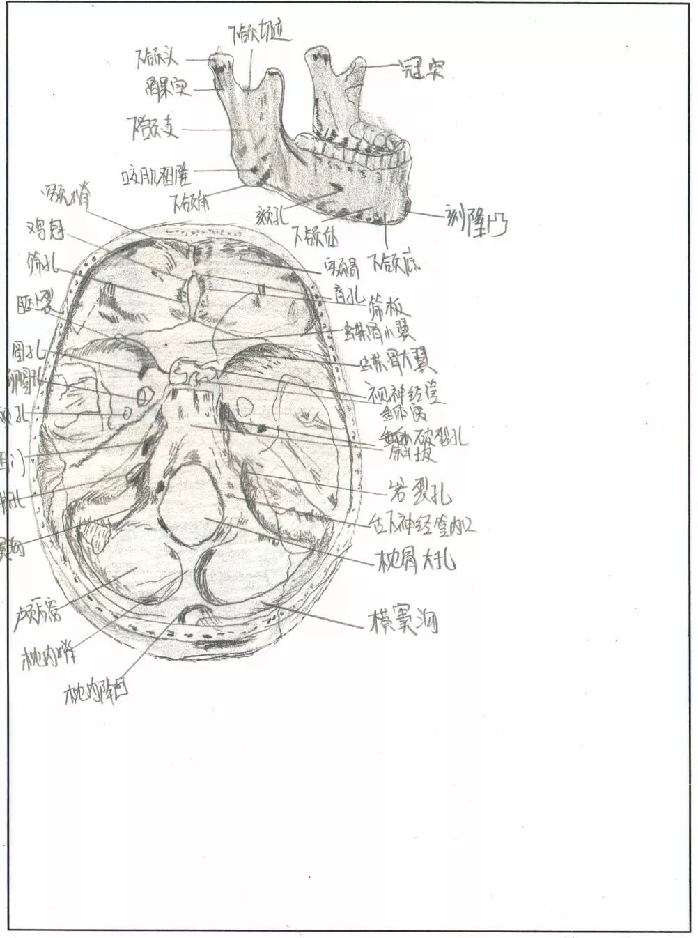 这些网红手绘人体骨骼图竟然出自宝鸡医学生之手