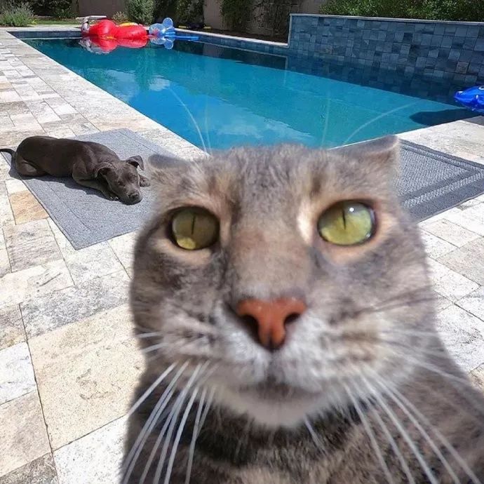 猫咪日常自拍,每一张看起来都有故事
