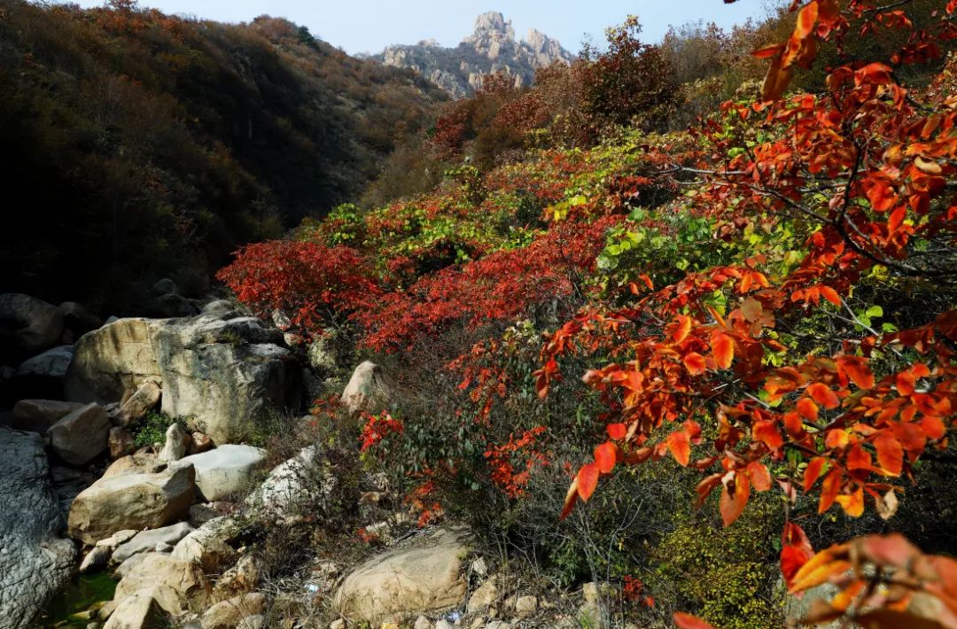 发现河北之美105秦皇岛醉美红叶地图发布金秋尽赏红叶流丹