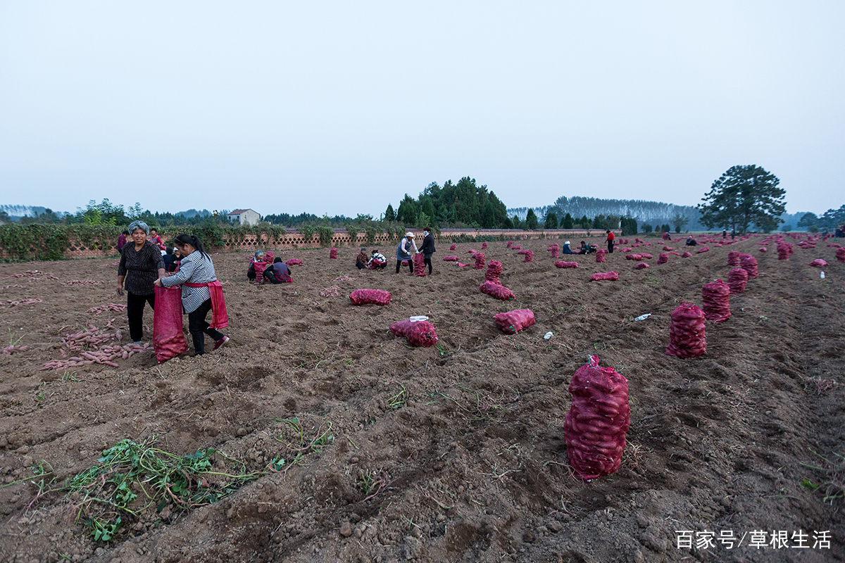 什么土壤适合种植红薯 29fb8325ed594a77a7620d91e41a5217.jpeg