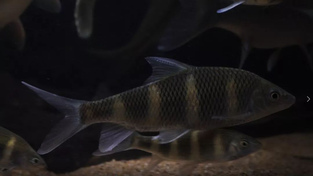 唇鱼neolissochilus benasi 长鳍马蹄口鲃(虹彩光唇鱼)acrossocheilus