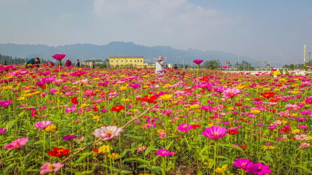 【永川头条 永川110亩神秘浪漫花海,拍照,看花,约吗?