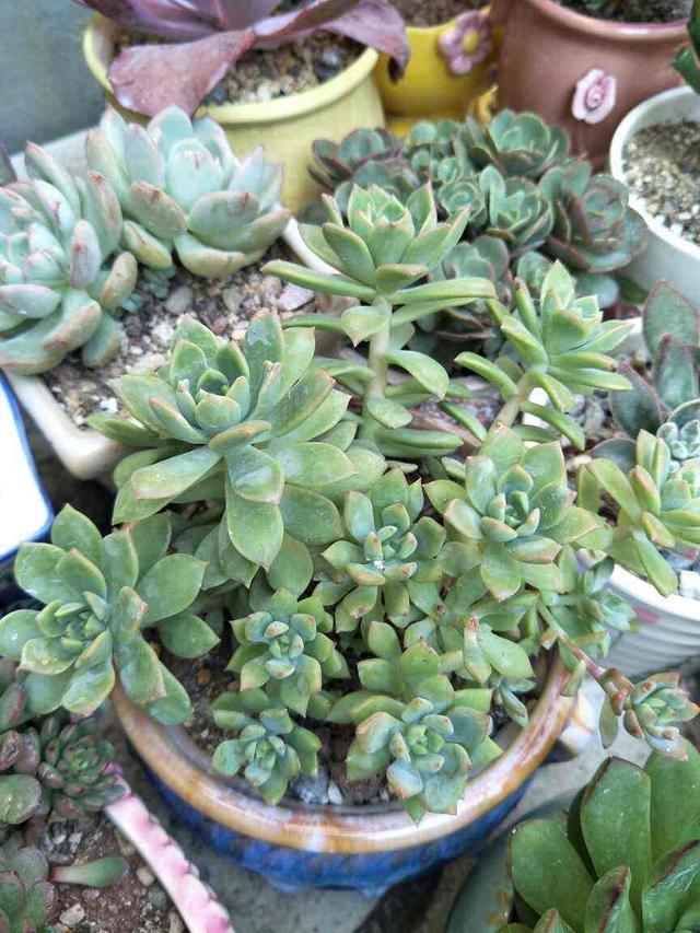 玉缀多肉怎么养爆盆 42fa6516617d4a74a9679b522c7ee348.jpeg