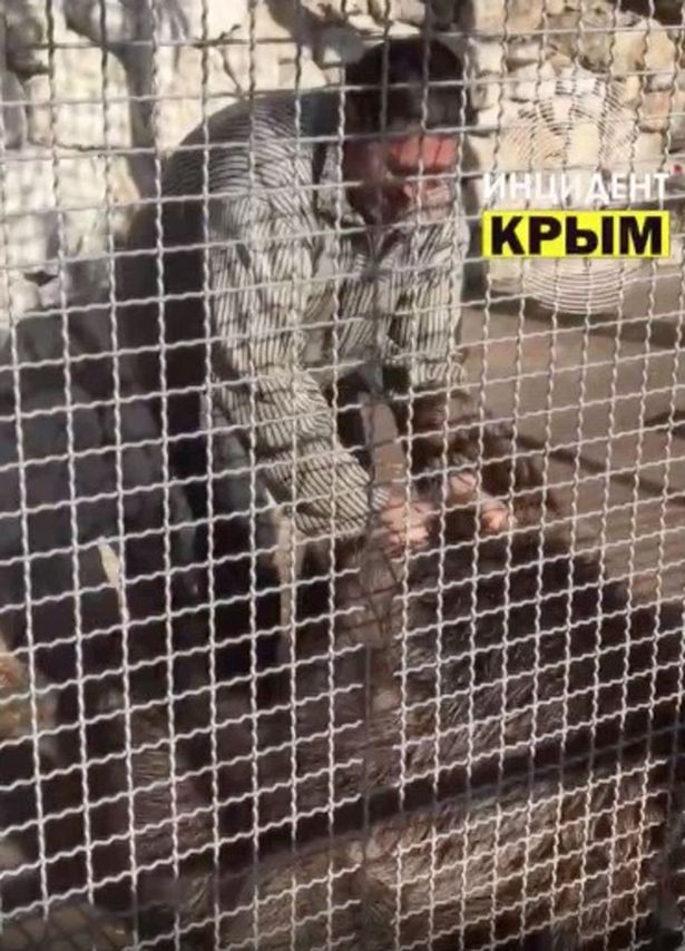 俄罗斯一动物园管理员用铁锹击打熊崽遭谴责