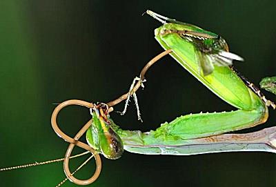 原创五种恐怖的寄生生物, 能控制宿主跳河自尽