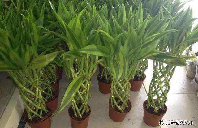 富贵竹几根合适 7a88b64c5c494259938a635289c9d342.jpeg