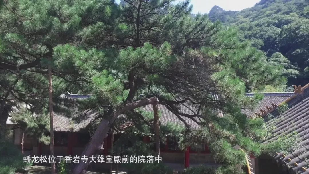 【古树故事(六 蟠龙松_千山