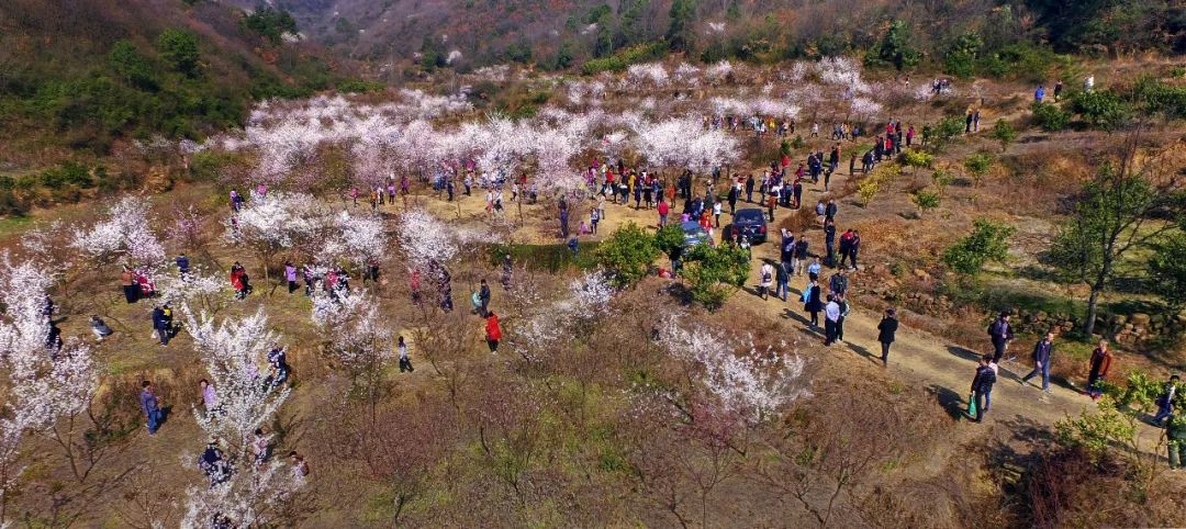 太浮山樱花.陈景平 摄这是真正的英雄之山,历史不会忘记.