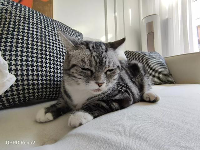 和猫一起拍视频怎么拍 948a19807986457aab4655c9cd81048c.jpeg