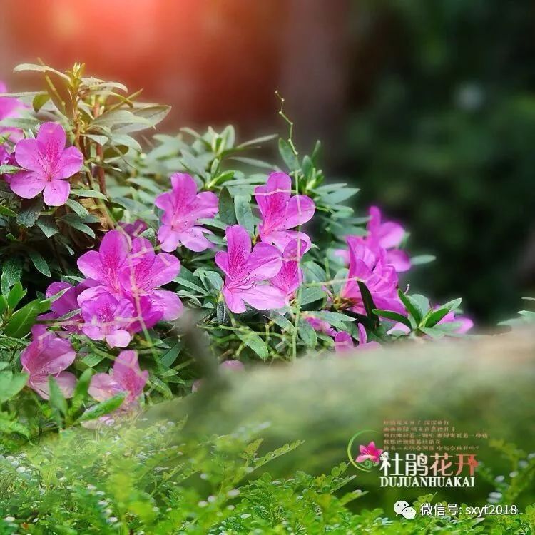 杜鹃花开简谱_杜鹃花红唱新歌简谱(3)