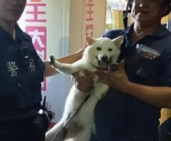 柴犬突然失踪 主人吓得报警 结果警察两分钟后就破案了 炸鸡