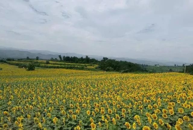 晋城市阳城县次营镇人口_晋城市阳城县橡树湾