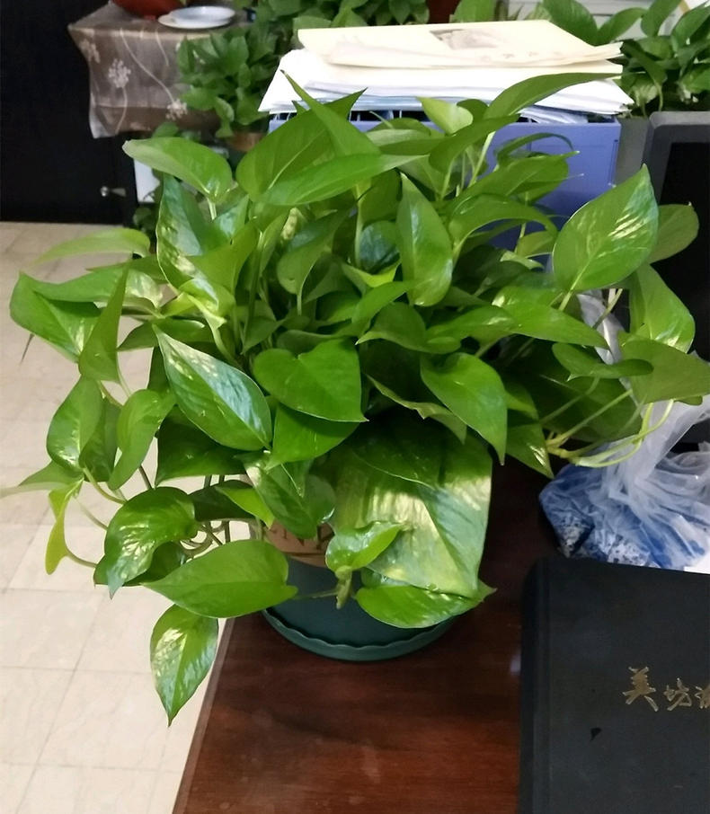 绿萝怎么养才能更旺盛小妙招 da90105dfc4a4812b90568688bb0eacf.jpeg