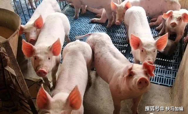 现在生猪价格是多少元一斤 e4c6f4bd5f074c8dbadfc067774da36d.jpeg