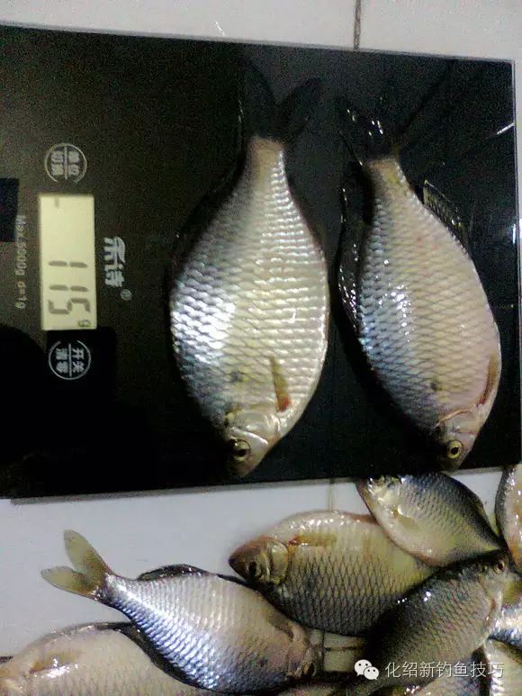 鳑鲏鱼最喜欢吃什么 e795e5fcf3e44788ba9a3c39659441f8.jpeg