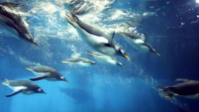 了解海洋的知识 05348784d26648d9aa4c32a55faaa24e.jpeg