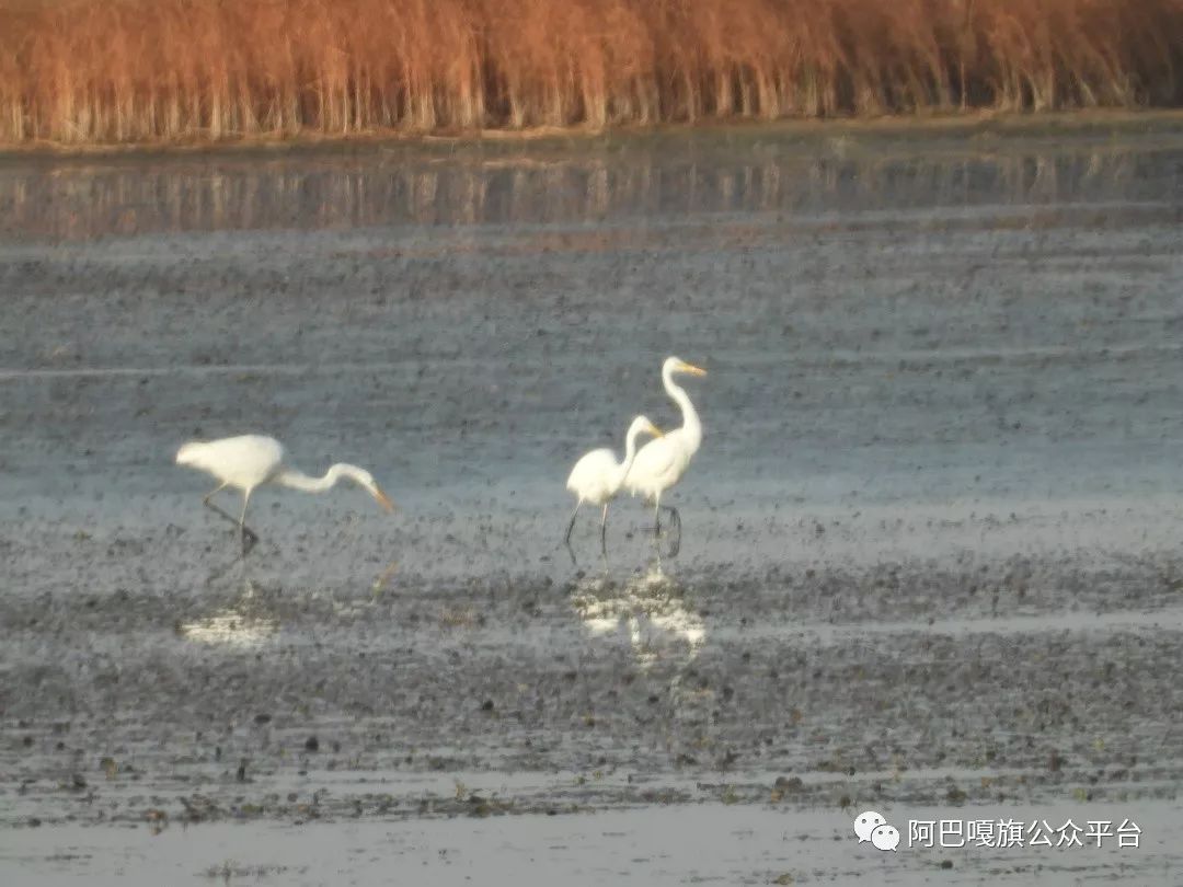 鸟干尔人口_明日方舟史尔特尔图片