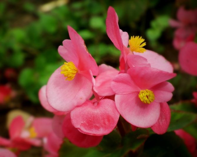 四季花开简谱_四季花儿开(3)