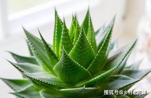 可以食用的芦荟图片 30481c1b68f44c8999d937d92c7ac602.jpeg