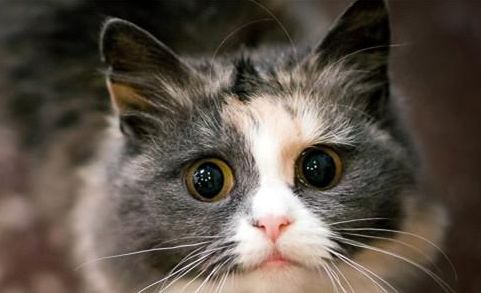 猫咪怎么才能让它不怀孕 355617f5ea2b4649afe4410b22ff59ae.jpeg