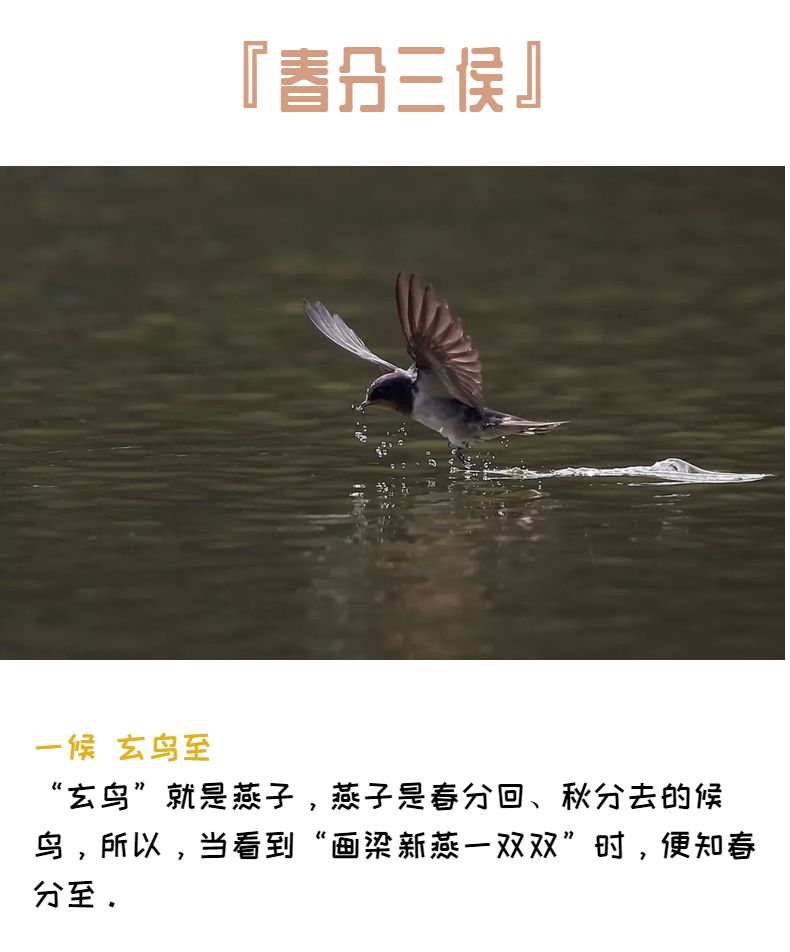 春风得意出自谁的诗 3750e829693246169436fad30d07b80d.jpeg