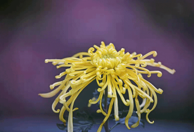 此次菊园共展出菊花130个品种,其中多头菊20000株,独本菊60000株