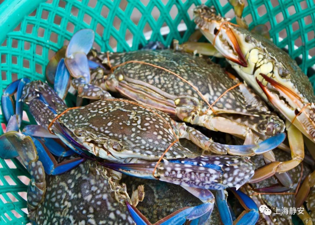 蓝花蟹和母花蟹是同一个品种的螃蟹.蓝花蟹是公蟹,壳薄,肉质饱满鲜甜.