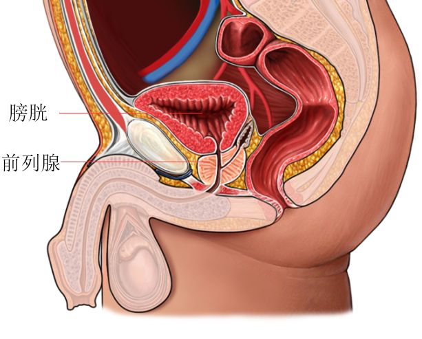 我们来看看前列腺长什么样子