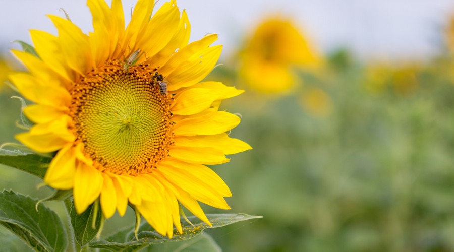 梦境中的幸运符号,解析做梦梦见四叶草的含义与启示 梦境中的幸运符号,解析做梦梦见四叶草的含义与启示
