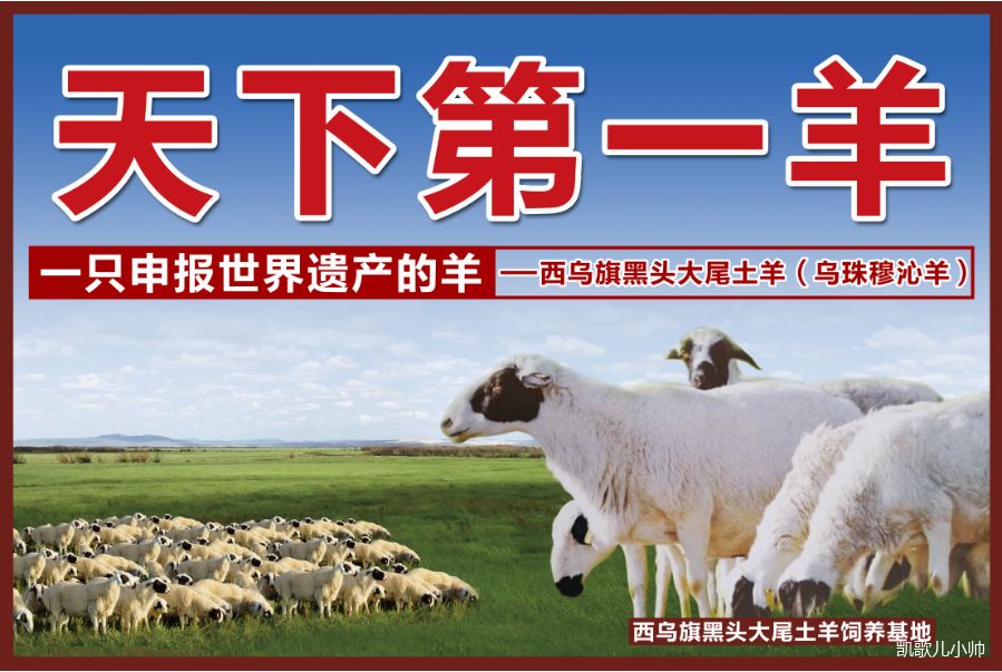 全世界饲养放牧的羊至少有六十多个品种,除了乌珠穆沁羊,都是13枚胸椎