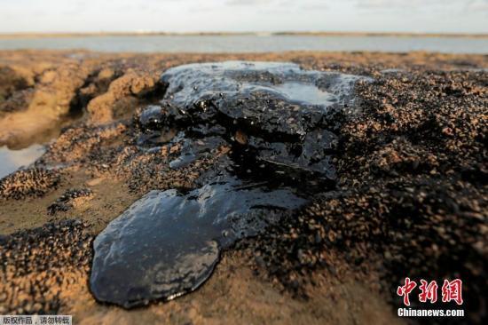 巴西海岸原油污染影响大已扩散至座头鲸保护区