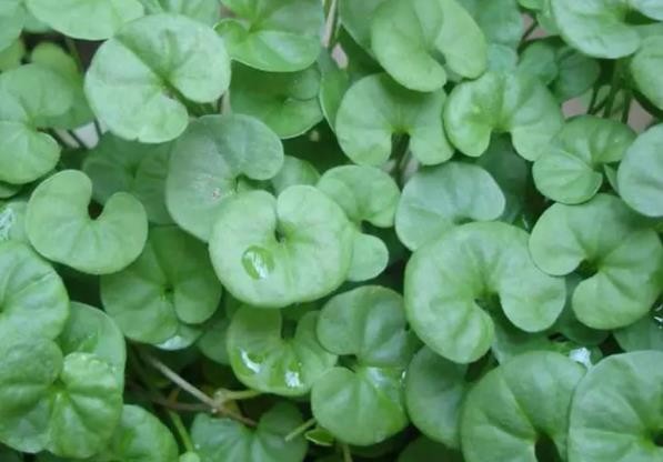 龙须草的功效与作用 c64c38b536cf455c9e8f47aeab11eafa.jpeg